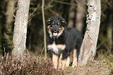BERGER AUSTRALIEN PUPPIES 622
